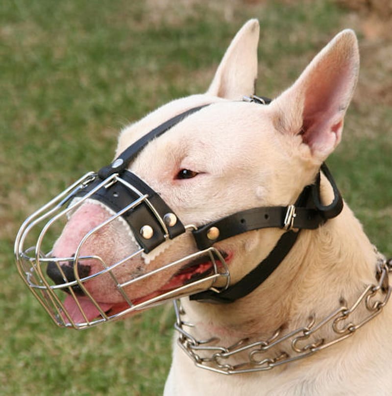 Строгий ошейник парфорс «Professional Dog Training» для бультерьера